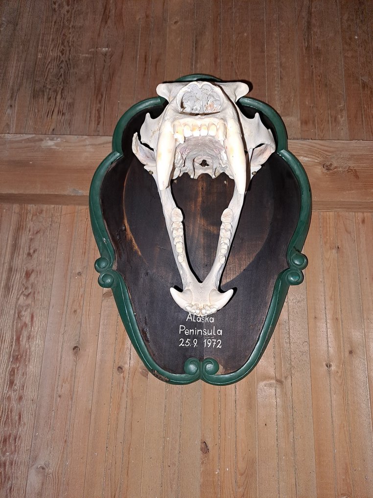 Polar Bear Skull - Ursus maritimus - 50 cm - 36 cm - 30 cm- CITES Appendix II - Annex B in the EU - (1) #4.3