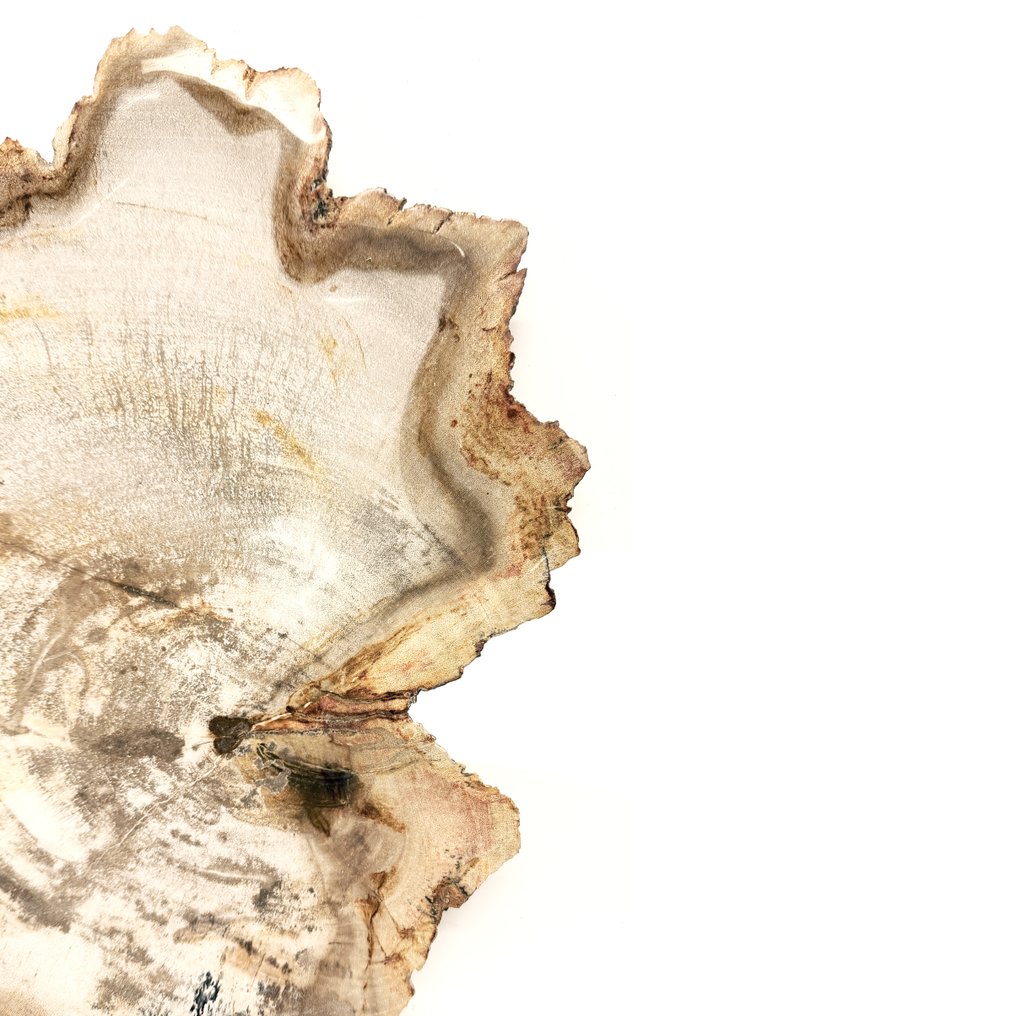 NO RESERVE! - Πιατέλα - Απολιθωμένο ξύλο - πετρωμένο ξύλινο σκεύος #4.3