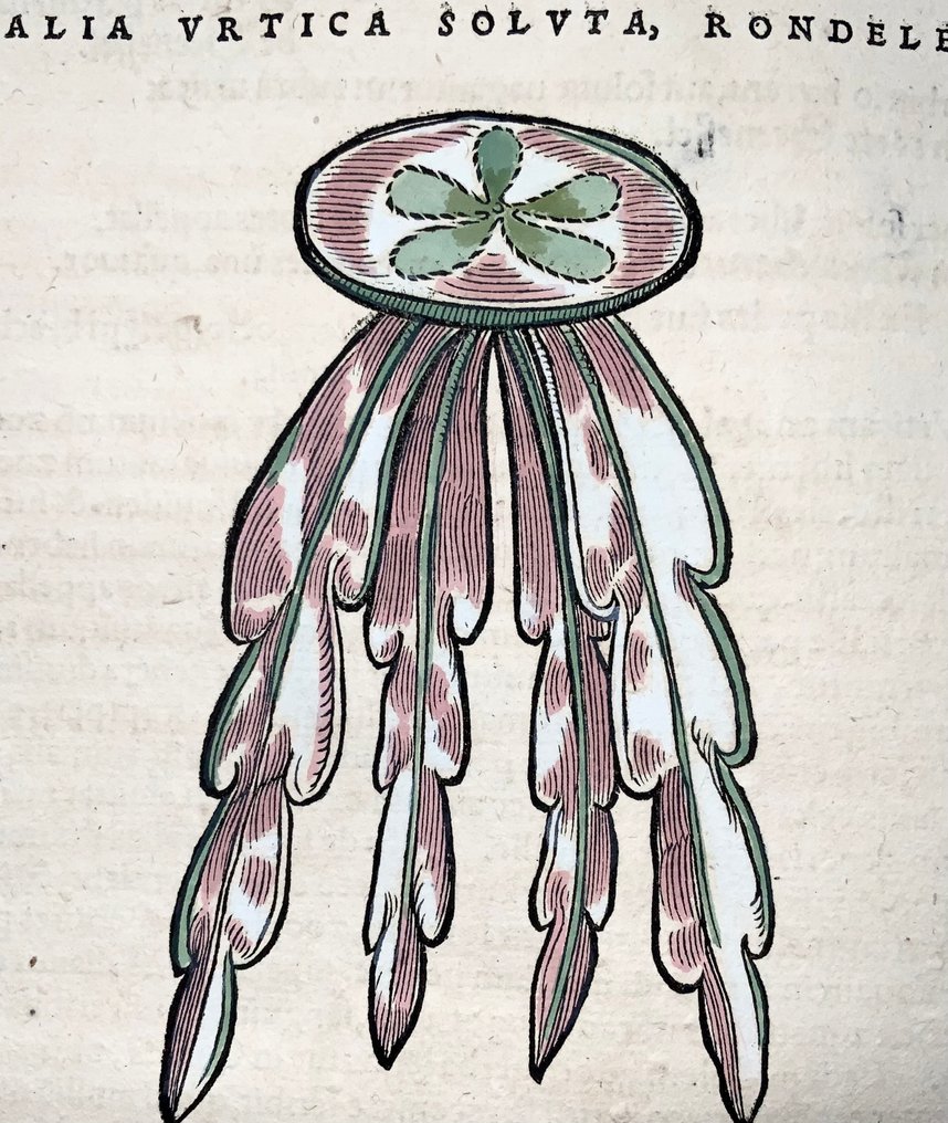 Conrad Gesner [Konrad Gessner] 1516-1565: Fischbuch: Jellyfish, Sea Nettle, Urchins - Folio with - 1620 #1.0