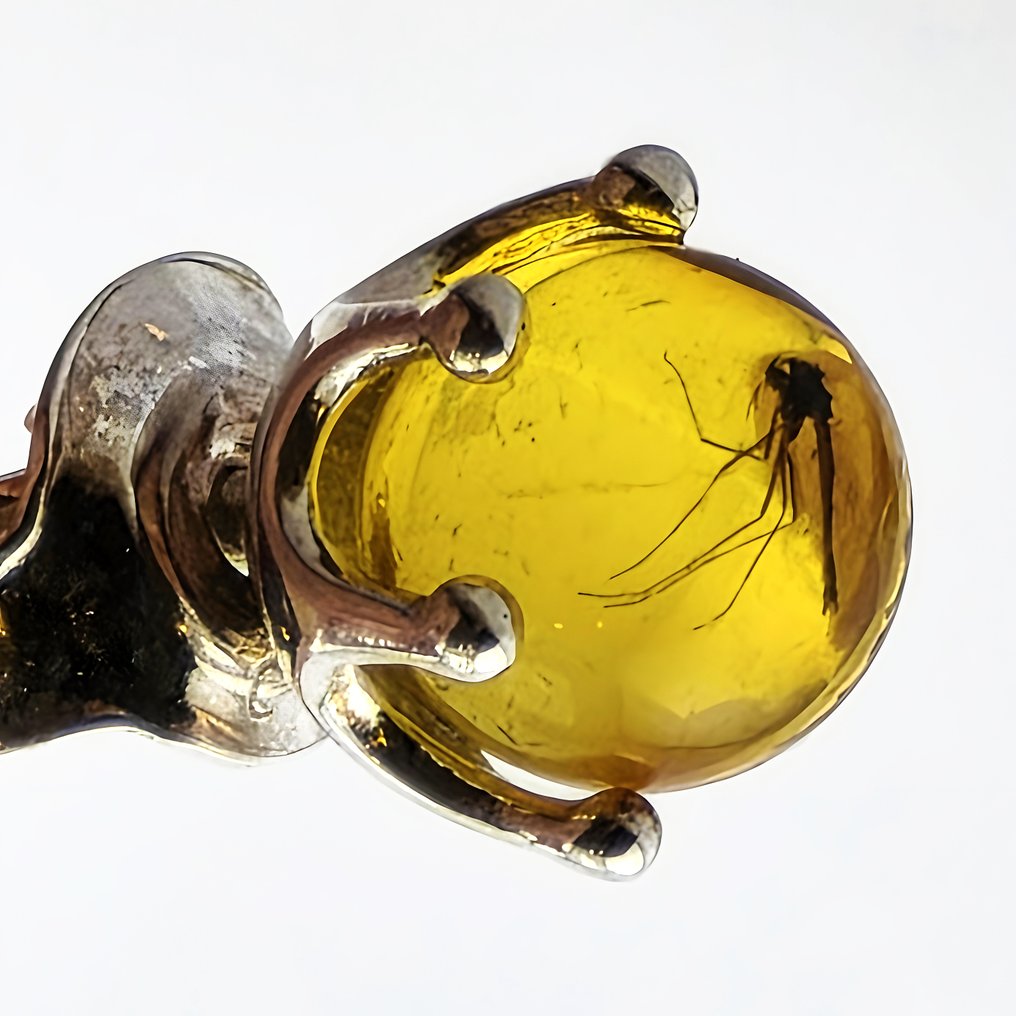 Σπάνια σκουλαρίκια από Βαλτική κεχριμπάρι – Πρωτοπροϊστορικές ενδείξεις από κουνούπια – Ασημένια - Κεχριμπάρι (χωρίς τιμή ασφαλείας) #1.0