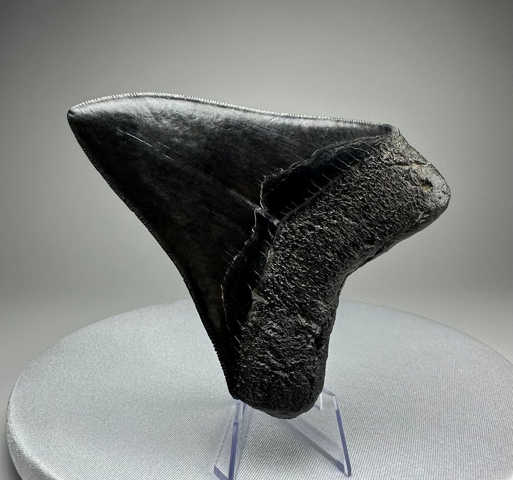 Megalodon - Fossiler Zahn - 12 cm - 10 cm #3.2