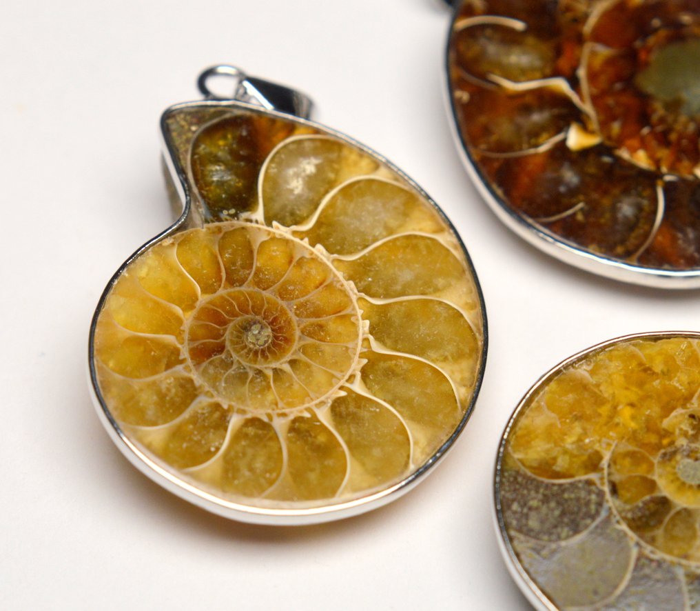 Concha de ammonite fóssil - Pingente - Lote de 3 pingentes #2.1