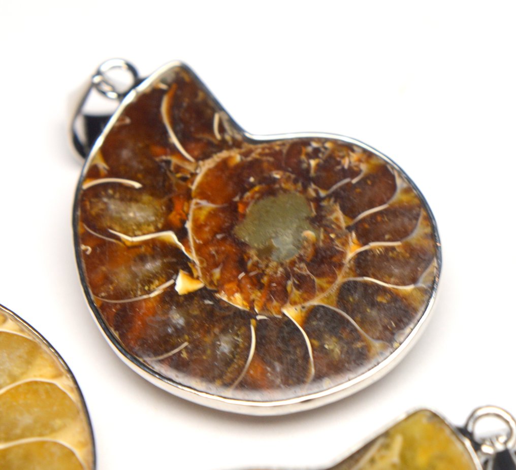 Concha de ammonite fóssil - Pingente - Lote de 3 pingentes #1.0