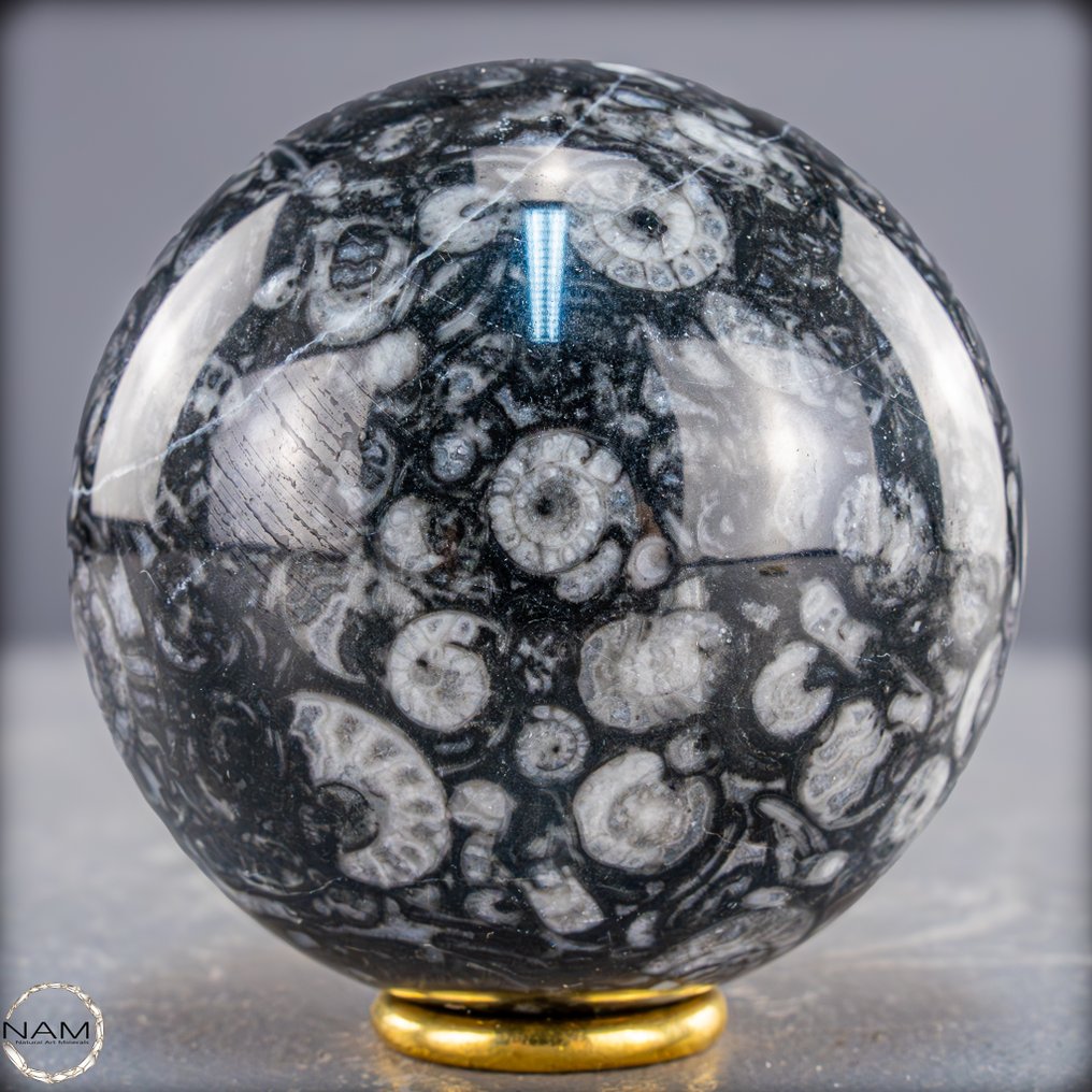 Boule naturelle rare d'Orthoceras – Fossile élégance en noir et blanc- 536.09 g #1.0