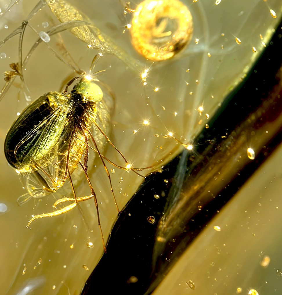 华丽的透明琥珀吊坠——细致的寄生蜂与气泡细节 - 琥珀 (没有保留价) #3.2