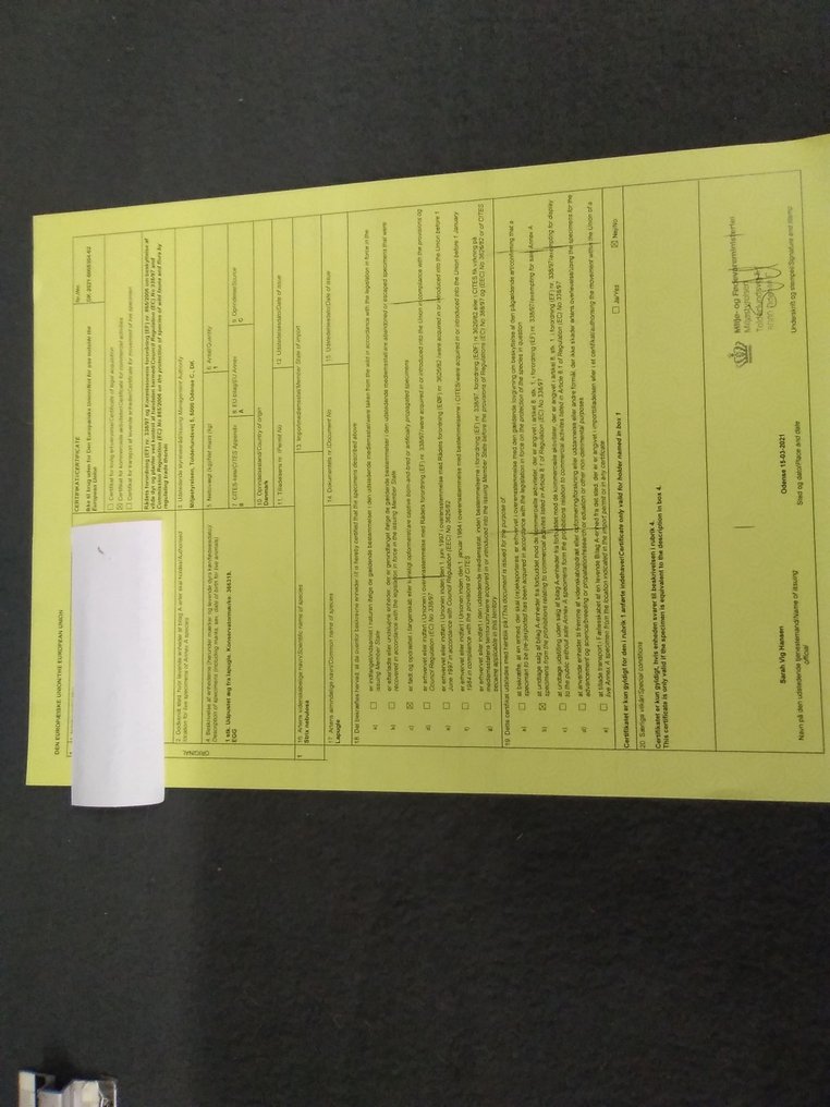 Σπάνια αυγά κουκουβάγιας Αυγό - Strix nebulosa - uralensis - leptogrammica - with EU trading certificate and tags - 40 mm - 50 mm - 40 mm- CITES Προσάρτημα ΙΙ - Παράρτημα Α στην ΕΕ - (3) #1.0