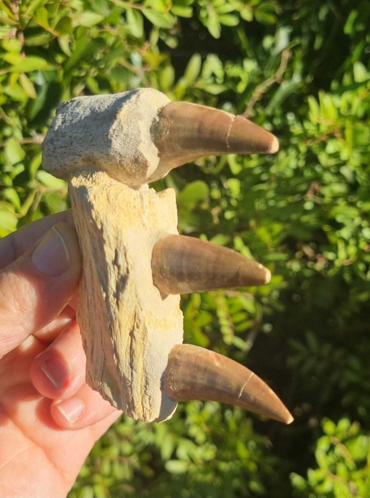 Tengeri hüllő - Fosszilis fogak - mosasaurio - 8.5 cm (Nincs minimálár) #4.3