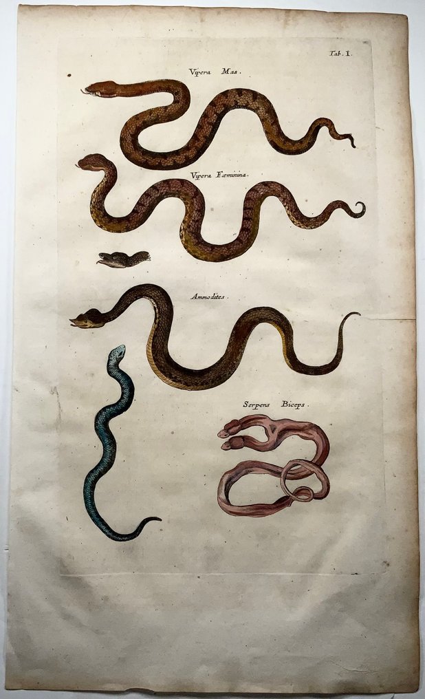 Matthäus Merian (b1593) - hand col. folio: Snakes, Vipers - 1657 #1.0