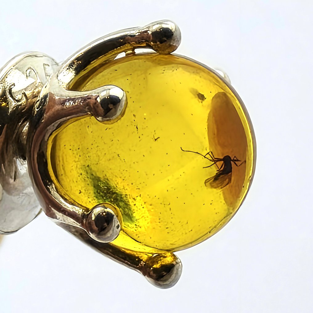 Σπάνια σκουλαρίκια από Βαλτική κεχριμπάρι – Πρωτοπροϊστορικές ενδείξεις από κουνούπια – Ασημένια - Κεχριμπάρι (χωρίς τιμή ασφαλείας) #2.1