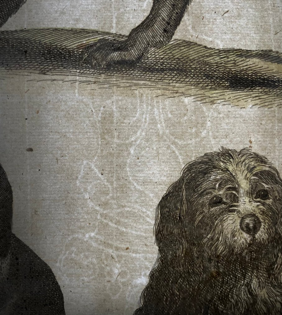 Matthäus Merian (b1593) - hand col. folio: Breeds of Domesticated Dogs - 1657 #4.3