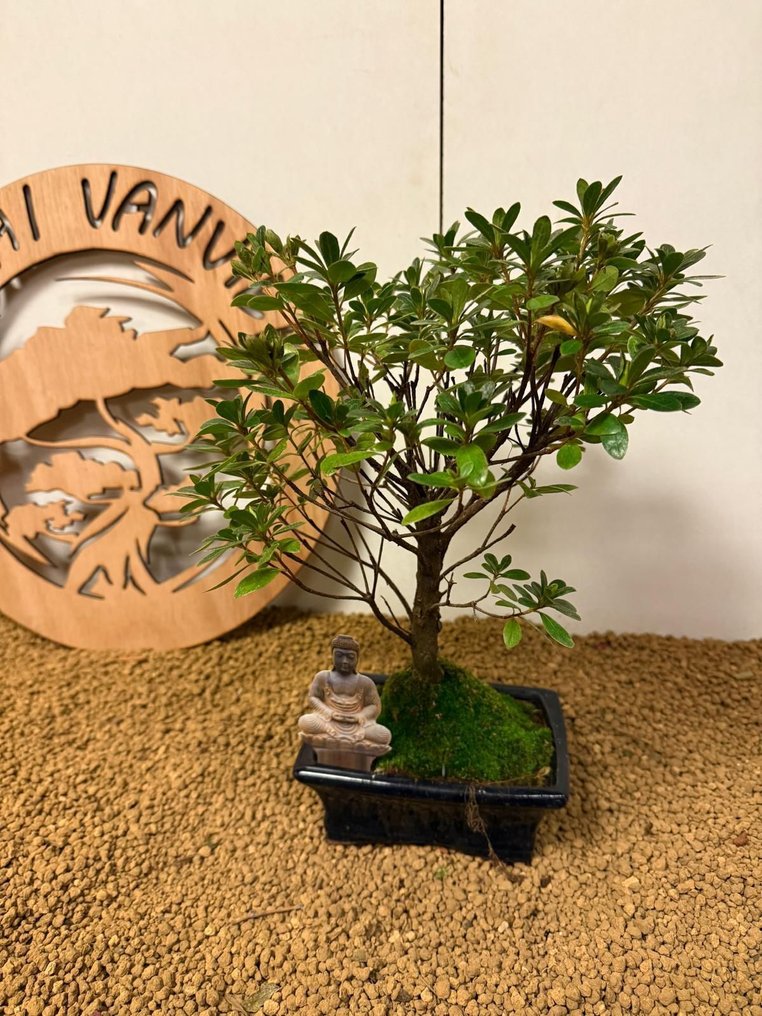 杜鹃花盆景（杜鹃花） - 高度 (树干): 30 cm - 深度 (树干): 25 cm - 比利时 #2.1