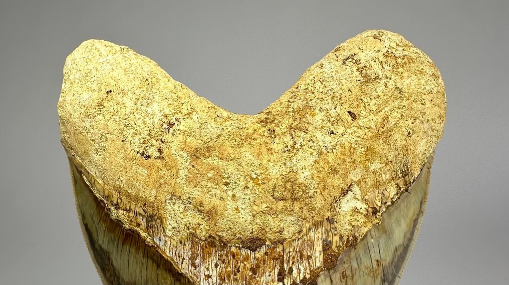 Megalodon - Fossiler Zahn - 14.2 cm - 11 cm #4.3