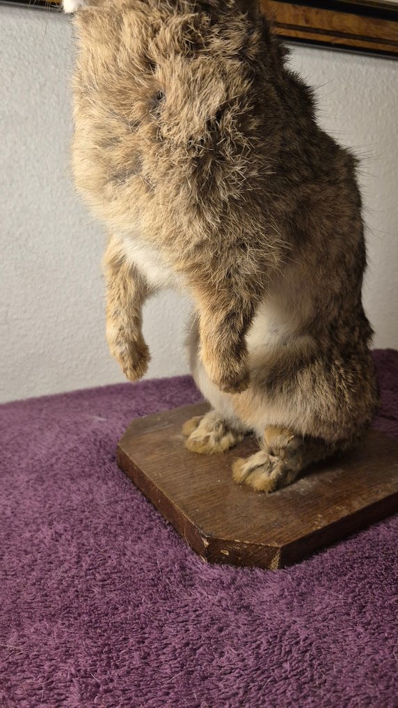 Lapin de Garenne Taksidermi vægmontering - Oryctolagus cuniculus - Adorable spéucimen adulte - frais d'envoi GRATUITS !!!! - 40 cm - 26 cm - 18 cm - Ikke-CITES arter #1.0
