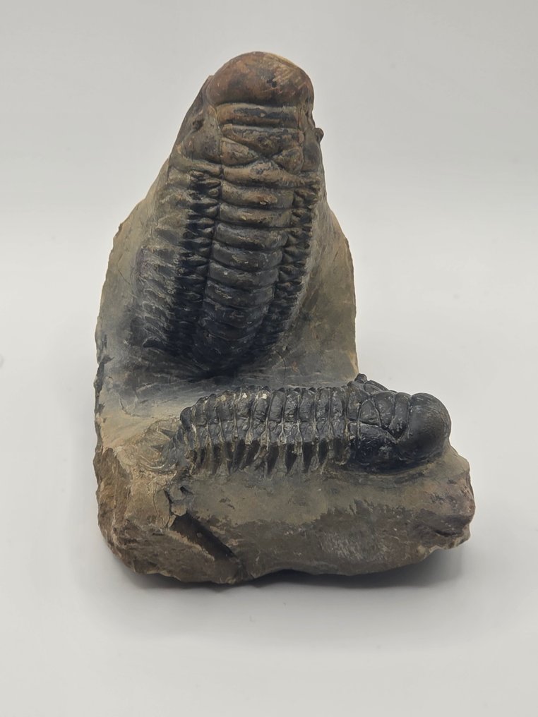 Trilobite - Fossilised animal - Crotalocephalina gibbosa - 10 cm #1.0