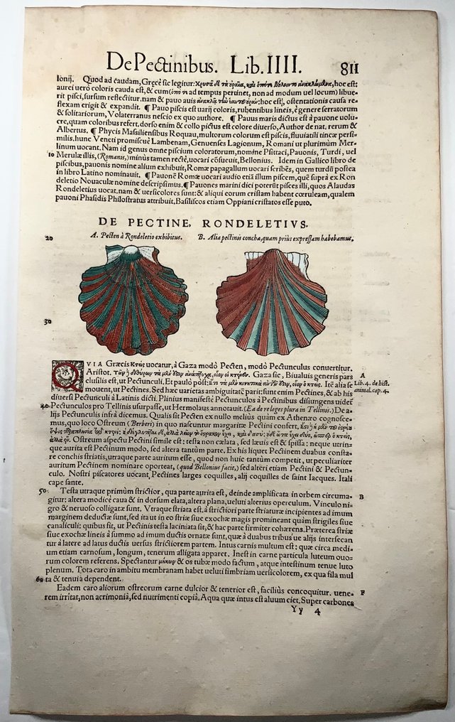 Conrad Gesner [Konrad Gessner] 1516-1565: Fishbuch: Pecten shells - Folio - 1620 #3.2