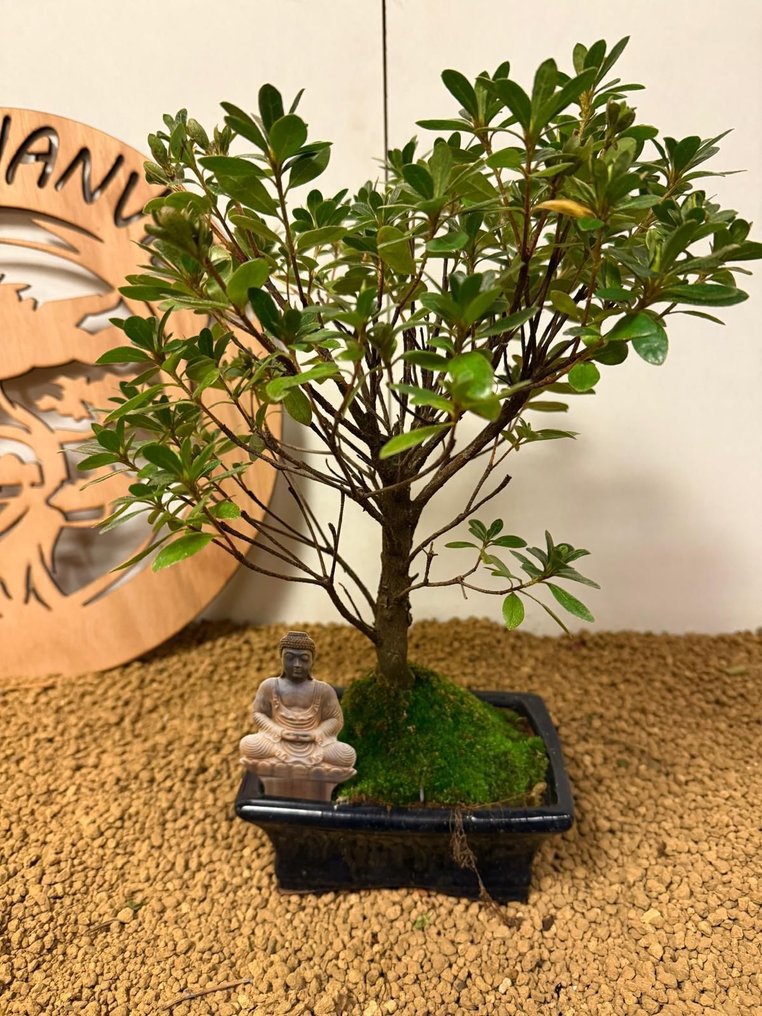 杜鹃花盆景（杜鹃花） - 高度 (树干): 30 cm - 深度 (树干): 25 cm - 比利时 #3.2