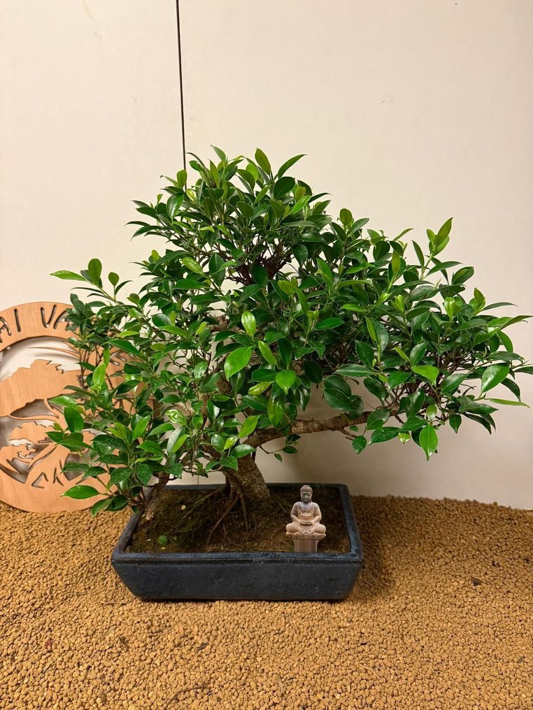 Fig tree bonsai (Ficus) - 高度 (樹): 55 cm - 深度 (樹): 66 cm - 比利時 #3.2
