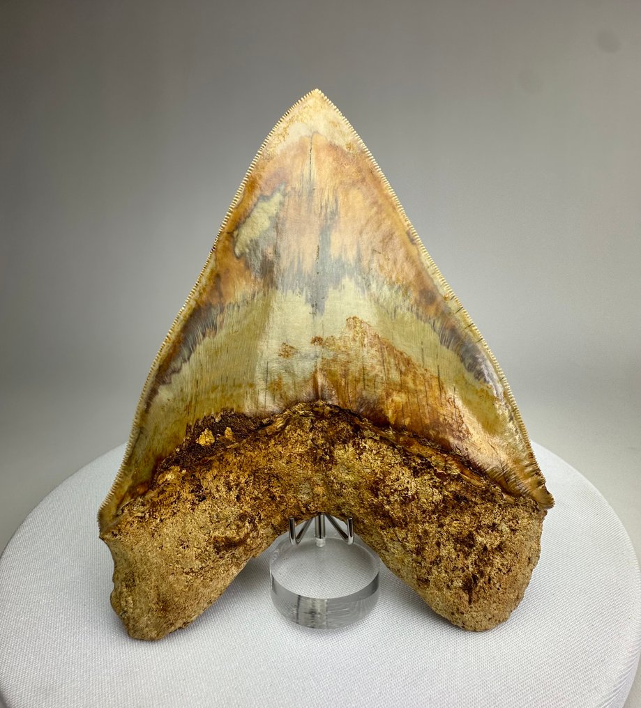 Megalodon - Fossiler Zahn - 14.2 cm - 11 cm #2.1