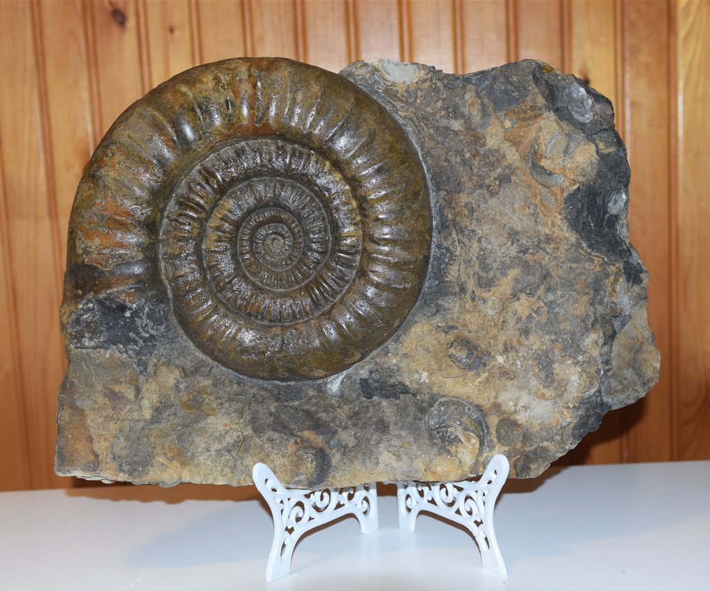 Ammonite - Απολιθωμένο ζώο - Arietites pinguis - 42 cm - 30 cm #1.0