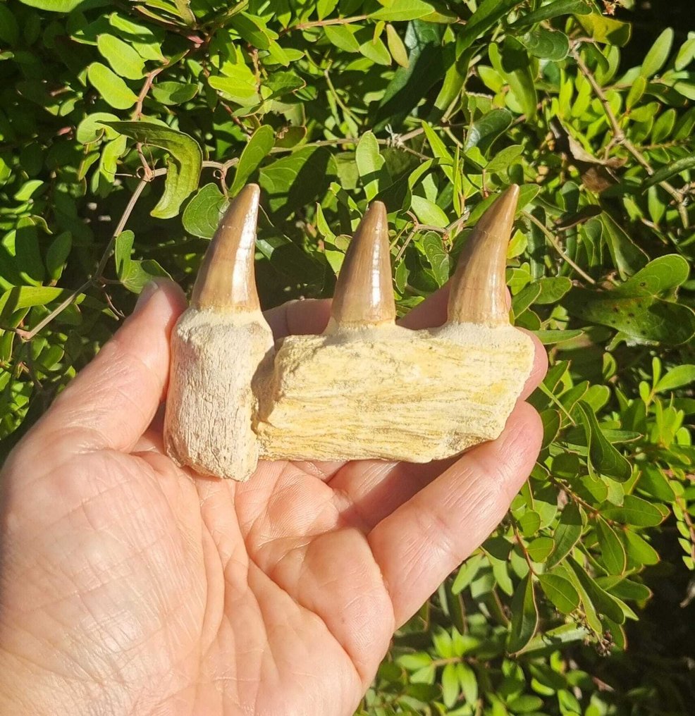 Tengeri hüllő - Fosszilis fogak - mosasaurio - 8.5 cm (Nincs minimálár) #1.0