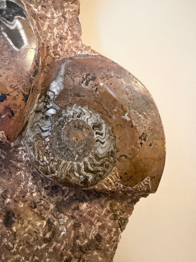 Amonite - Matriz fóssil - Ammonoidea - 54 cm (Sem preço de reserva) #3.2