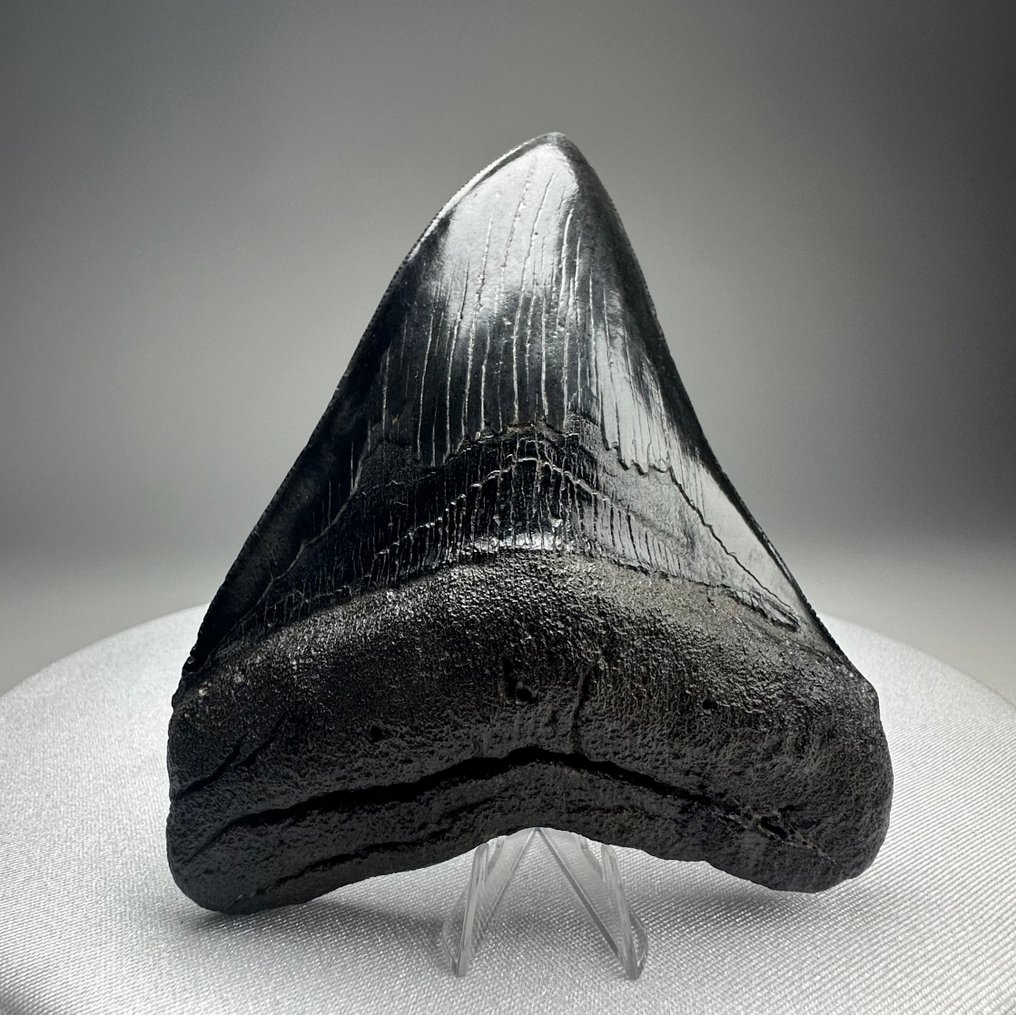 Megalodon - Fossiler Zahn - 12 cm - 10 cm #1.0