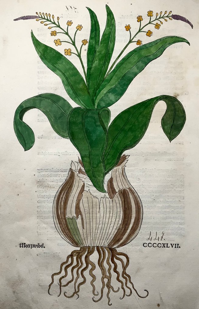 Leonhard Fuchs - Large folio with large woodcut, Sea Onion - 1543 #1.0