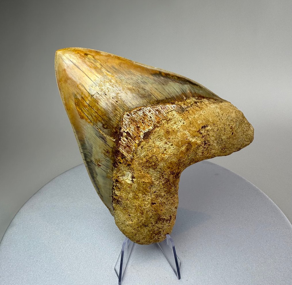 Megalodon - Fossiler Zahn - 14.2 cm - 11 cm #1.0