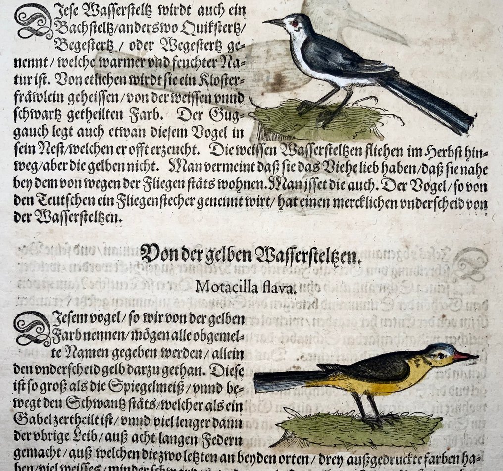 Conrad Gesner [1516-1565] folio, 3 woodcuts, Wagtails, birds - 1557 #4.3