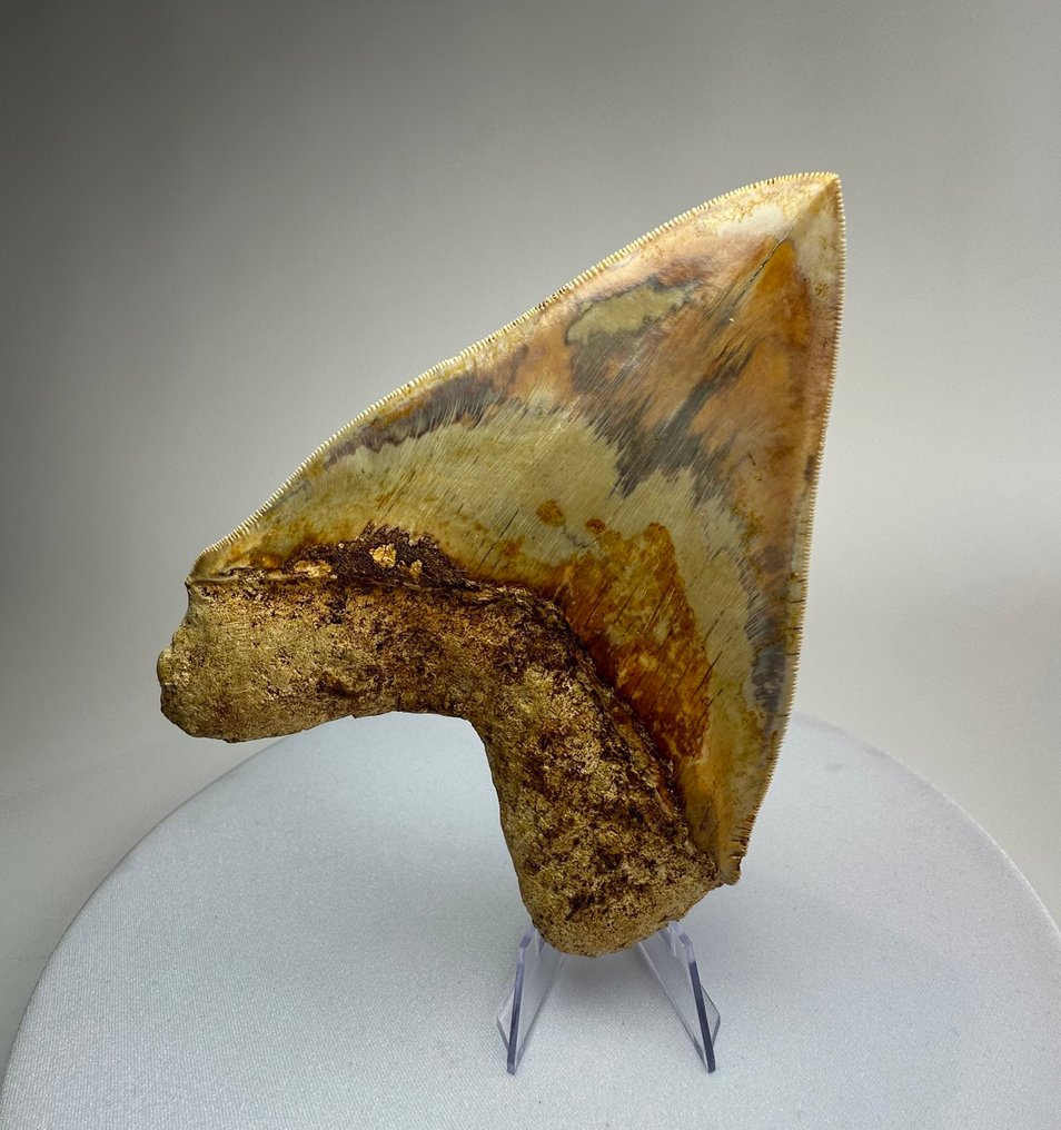 Megalodon - Fossiler Zahn - 14.2 cm - 11 cm #3.2