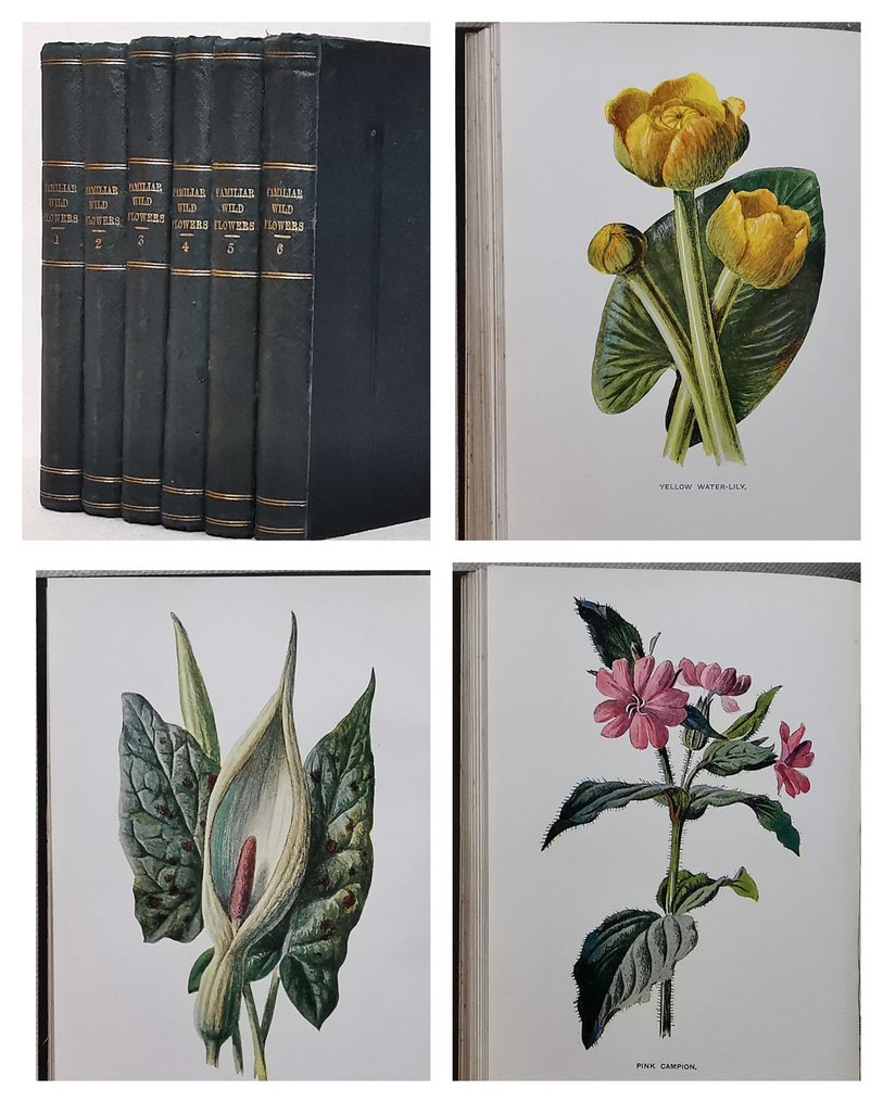 F. Edward Hulme - Familiar Wild Flowers (Complete Set With 240 Colour Plates) - 1898 #1.0