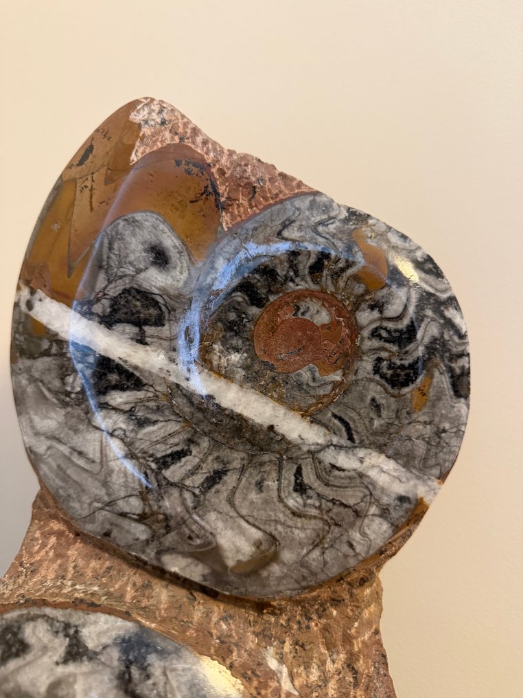 Amonite - Matriz fóssil - Ammonoidea - 54 cm (Sem preço de reserva) #2.1