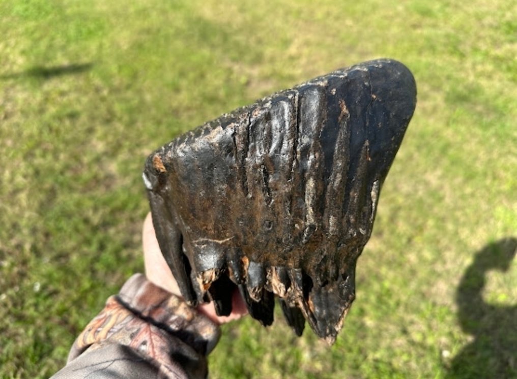 Mammifero - Dente fossile - Mammuthus primigenius #3.2