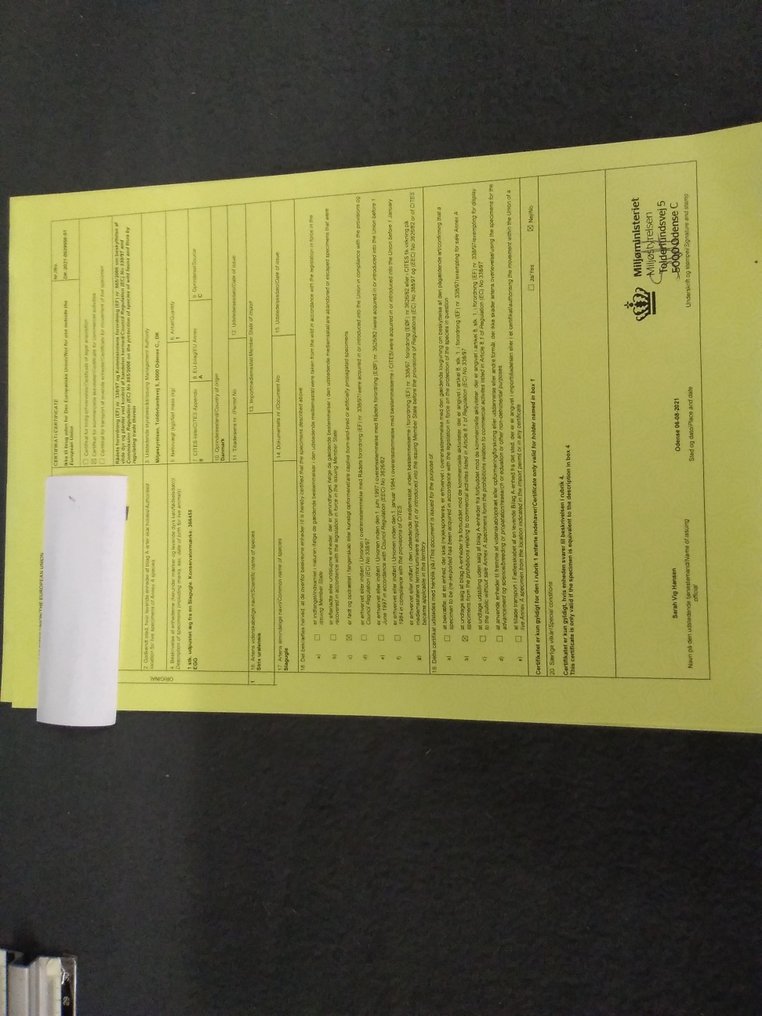 Σπάνια αυγά κουκουβάγιας Αυγό - Strix nebulosa - uralensis - leptogrammica - with EU trading certificate and tags - 40 mm - 50 mm - 40 mm- CITES Προσάρτημα ΙΙ - Παράρτημα Α στην ΕΕ - (3) #2.1