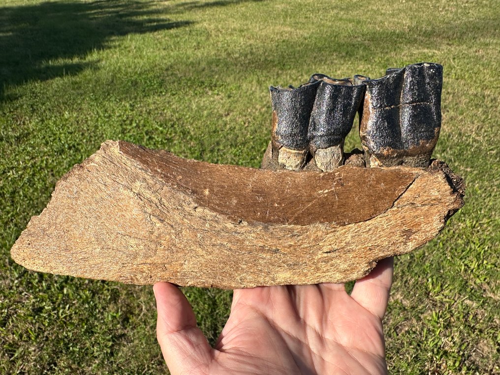 Säugetier - Fossiler Unterkieferknochen (Ohne mindestpreis) #1.0