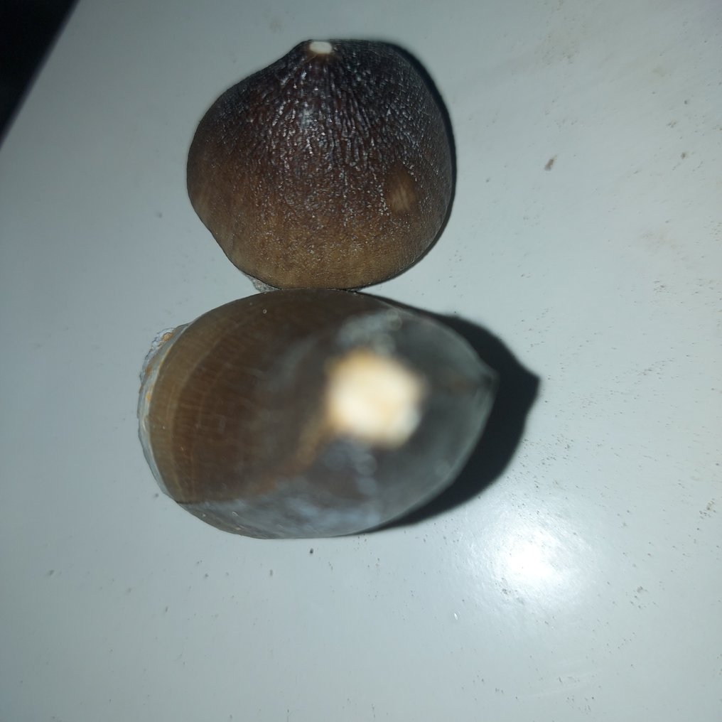 Mosasaur & Globidens - Fossil teeth - 6 cm - 3 cm (No reserve price) #2.1