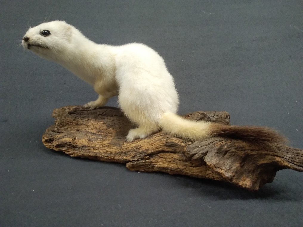 斯托特 - Hermelin 动物标本剥制全身支架 - Mustela erminea - 13 cm - 27 cm - 14 cm - 非《濒危物种公约》物种 - 1 #1.0