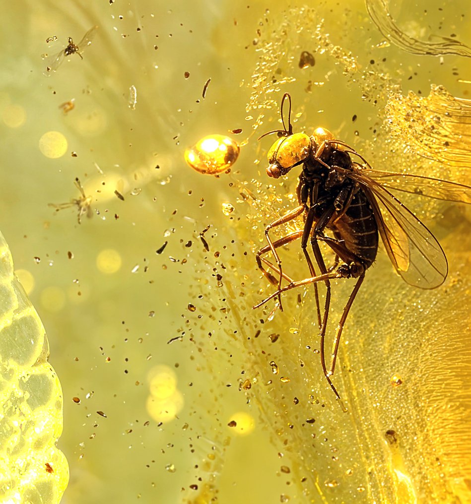 Collector’s Eocene Baltic Amber Vedhæng – Ancient FLY Inklusion – Sjælden Naturlig Eksemplar - Rav (Ingen mindstepris) #3.2