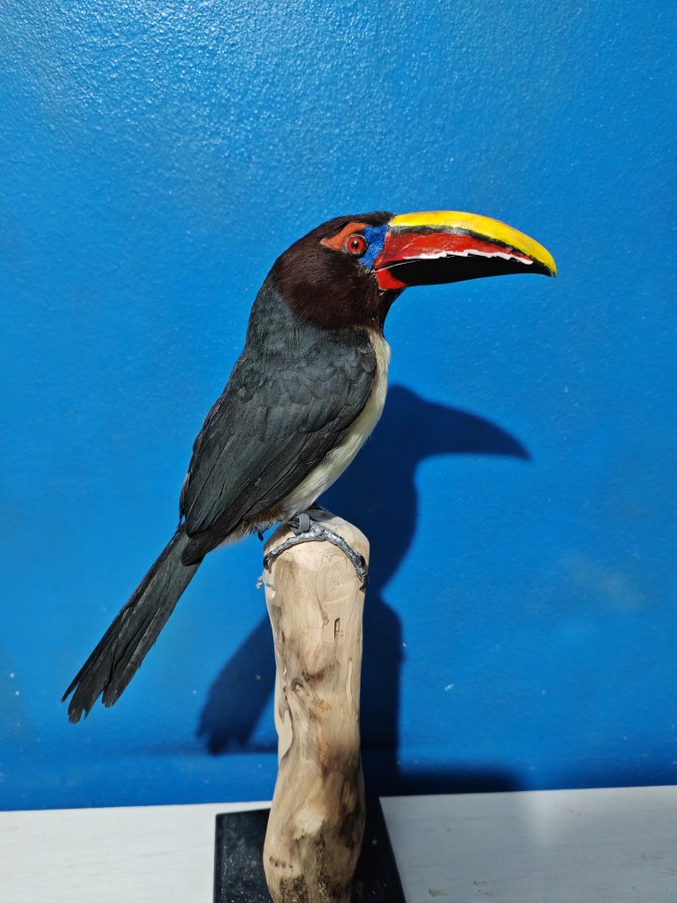 zielony aracari Eksponat taksydermiczny (całe ciało) - Pteroglossus viridis - 31 cm - 16 cm - 20 cm - CITES - załącznik II - B w UE - 1 #2.1