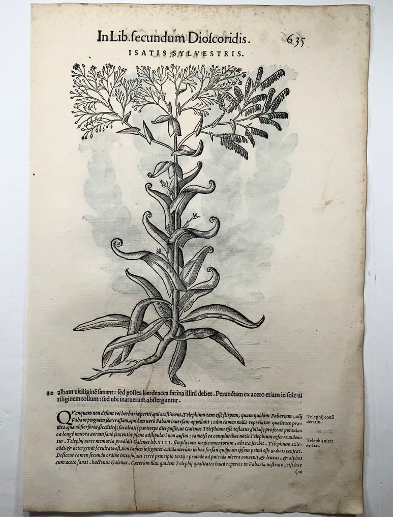 Giorgio Liberale; W. Meyerpeck - Folio, 2 large woodcuts, Botany, herbs: Fumitory - 1565 #3.2
