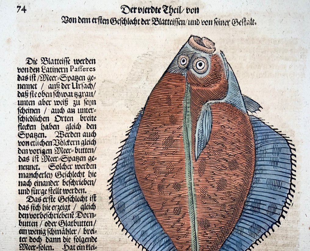 Conrad Gesner [1516-1565] - Brill, Flatfish, Turbot - hand coloured woodcuts - 1669 #2.1