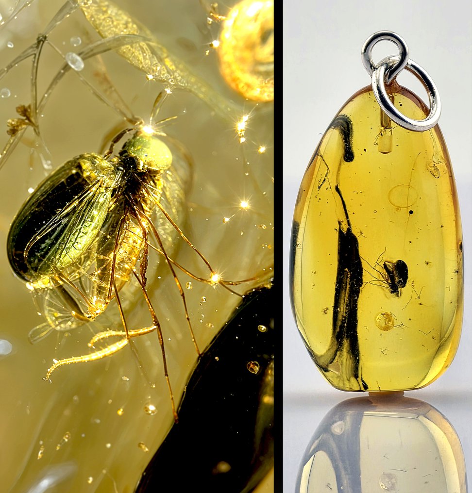 华丽的透明琥珀吊坠——细致的寄生蜂与气泡细节 - 琥珀 (没有保留价) #1.0