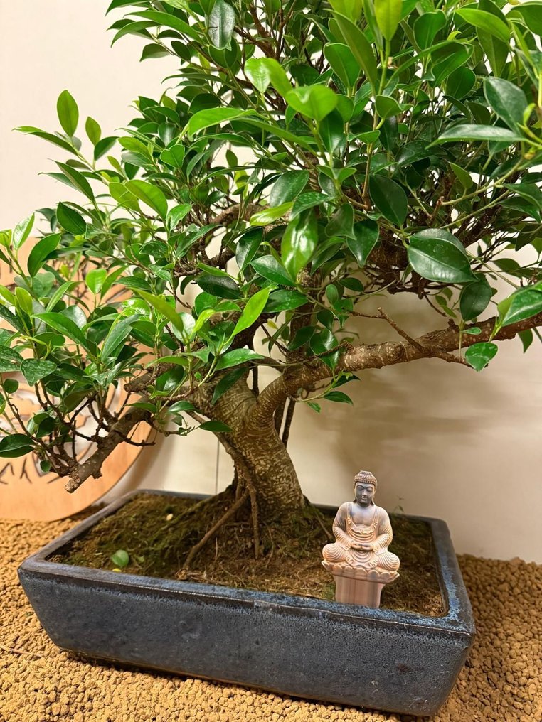 Fig tree bonsai (Ficus) - 高度 (樹): 55 cm - 深度 (樹): 66 cm - 比利時 #2.1