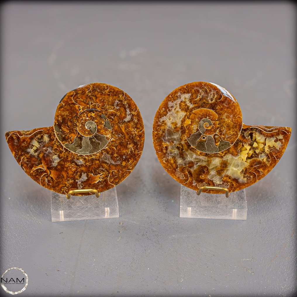 Beautiful ammonite slabs. Timeless fossils art from prehistoric times- 225.29 g - (2) #1.0