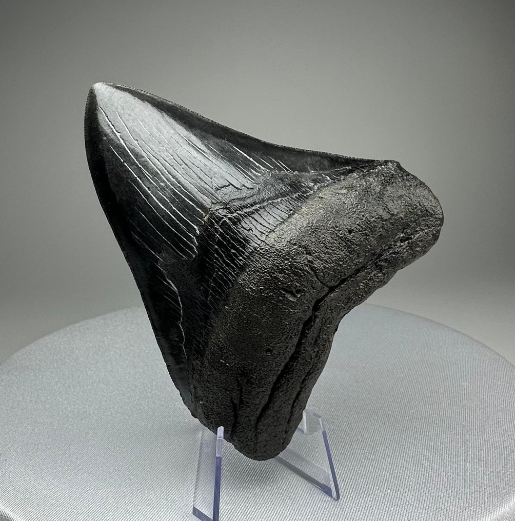 Megalodon - Fossiler Zahn - 12 cm - 10 cm #1.0
