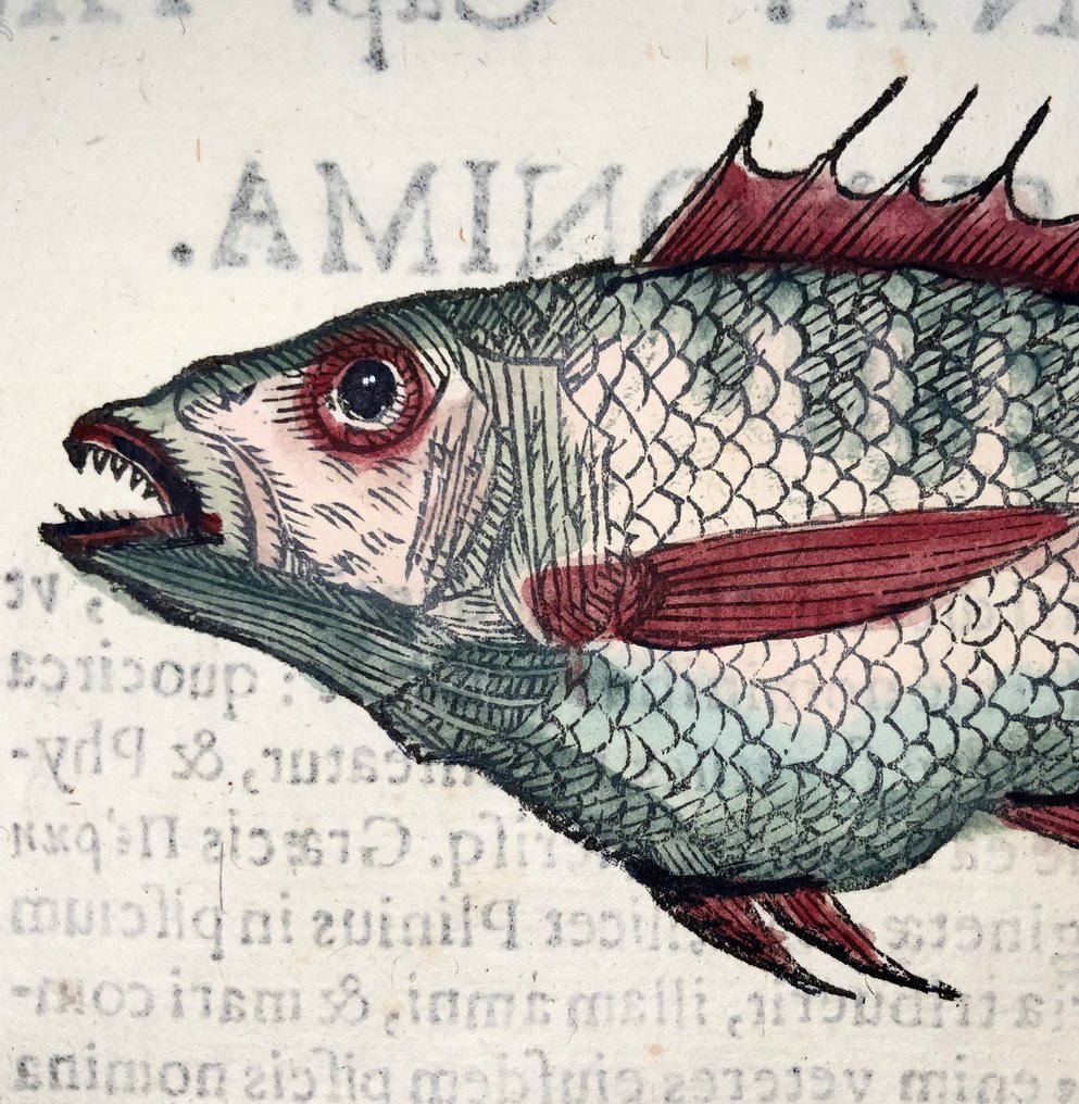 Cristoforo Coriolano (1540-?) - Perch fish, folio with hand coloured woodcut - 1638 #1.0