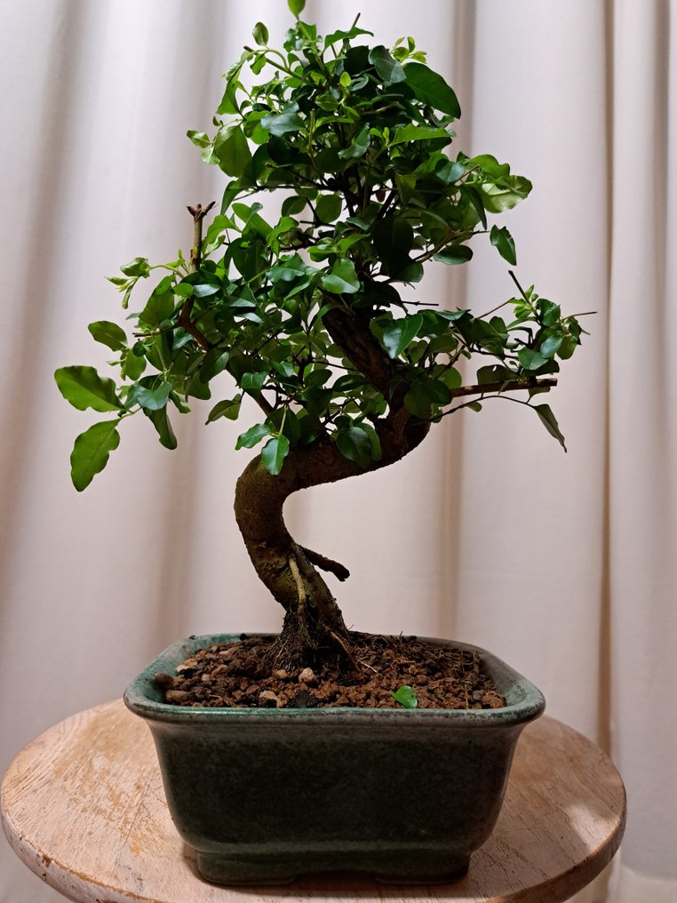 女贞盆景（女贞属） - 高度 (树干): 23 cm - 深度 (树干): 18 cm - 荷兰 #2.1