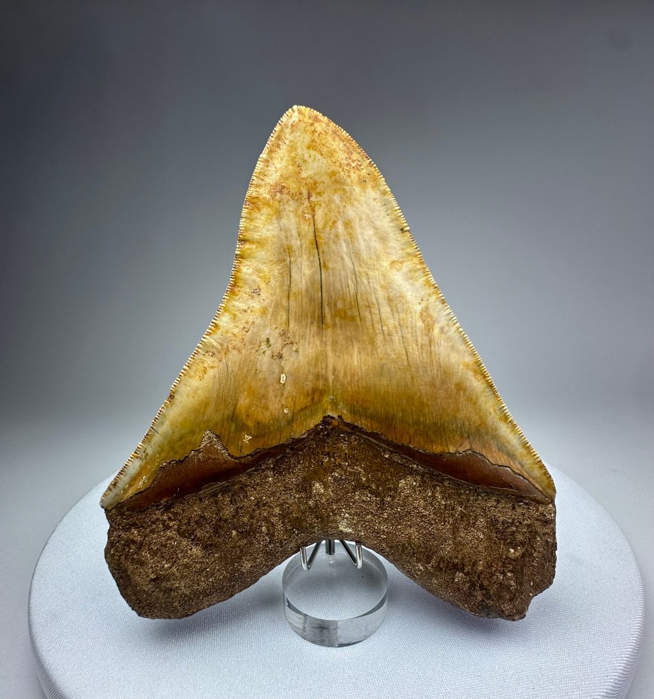 Megalodon - Fossiler Zahn - 14 cm - 11 cm #2.1