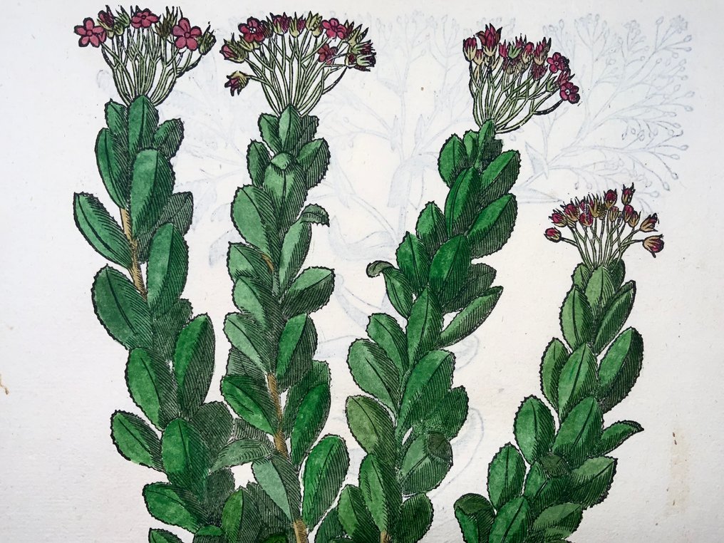 Giorgio Liberale; W. Meyerpeck - Folio, 2 large woodcuts, Botany, herbs: Fumitory - 1565 #2.1