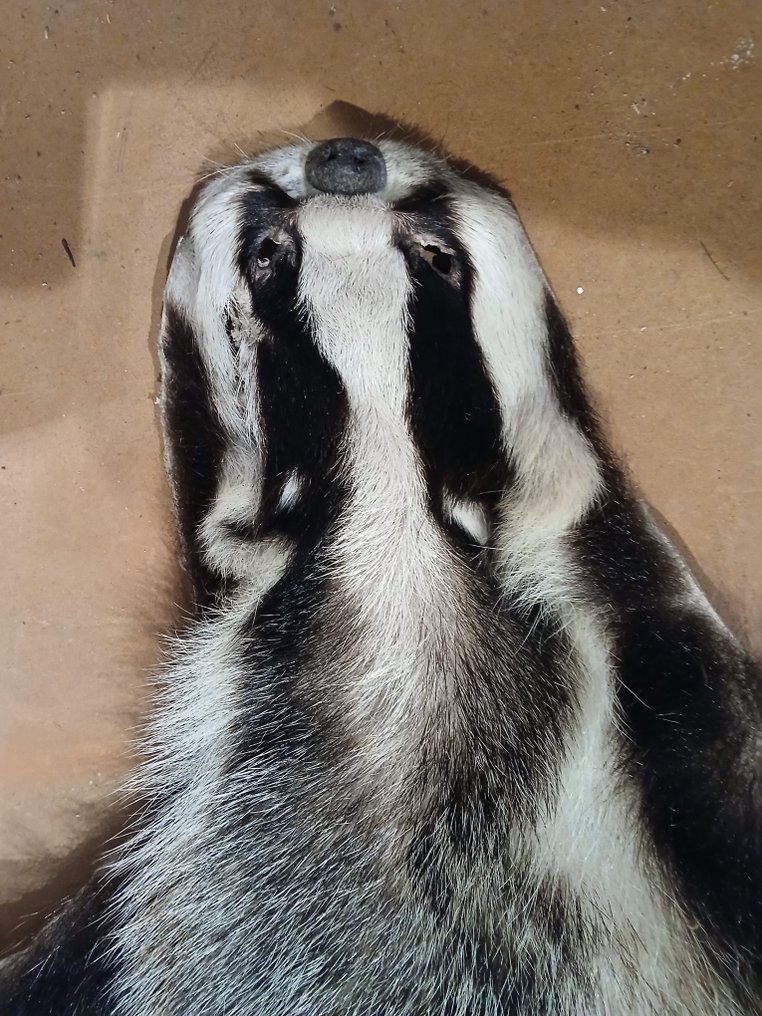 Ασβός Μελέτη του δέρματος - Meles Meles - 100 cm - 60 cm - 5 cm - Είδη που δεν ανήκουν στο CITES #4.3